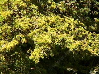 Cupressus macrocarpa, or Monterey cypress in flower - grid24_12