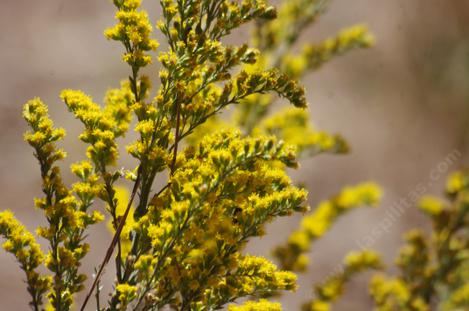 Solidago californica, California Goldenrod spoke - grid24_12