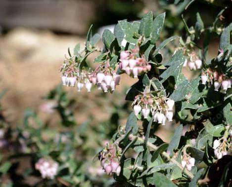 Arctostaphylos parajaroensis Brother James was originally called Brother Bill because of a misunderstanding. - grid24_12