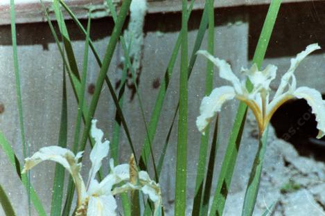 Iris fernaldii, Fernald's Iris, has muted creamy  flowers decorated with darker lines, which makes it a standout in the shade in the mixed evergreen forest.  - grid24_12