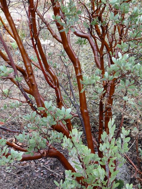 The bark of Arctostaphylos pungens, Mexican Manzanita - grid24_12