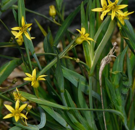 Sisyrinchium elmerii is a very small yellow eyed grass. Little yellow eye. - grid24_12