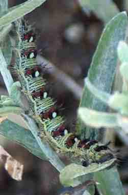 American PaintedL Lady Butterfly larva on a Gnaphalium - grid24_12