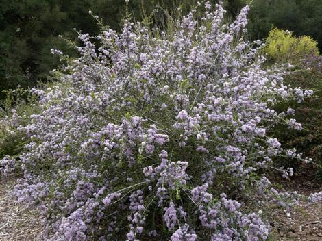 The Sierra form of Ceanothus cunetaus, Buckbrush - grid24_12