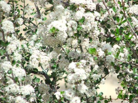 The white form of Buckbrush, Ceanothus cuneatus - grid24_12