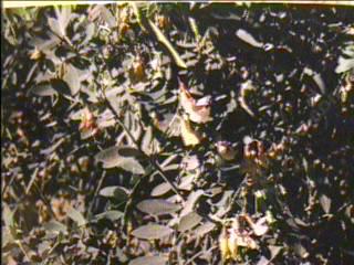 Lathyrus jepsonii californicus - grid24_12