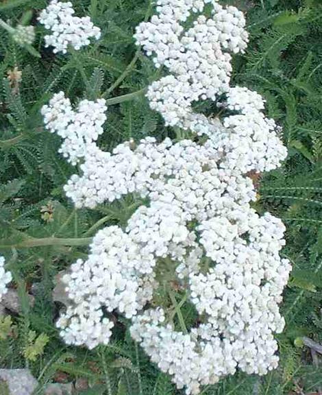Achillea millefolium var. lanulosa, Mountain Yarrow has grown as a pure white ground cover. - grid24_12