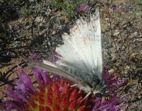 White Skipper Butterfly on Monardella - grid24_12