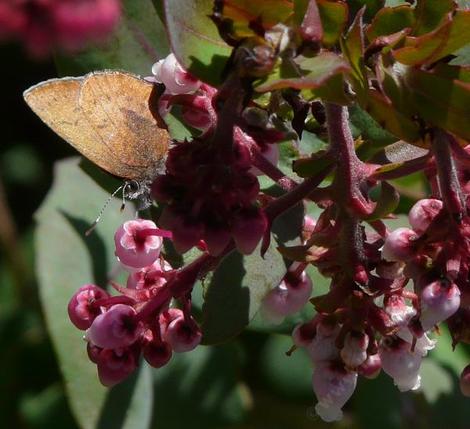 Brown Elfin, Callophrys augustinus on Pardise manzanita - grid24_12