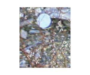 Eriogonum bailey bailey Annual Field Buckwheat - grid24_12