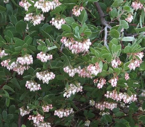 Arctostaphylos Mama Bear Manzanita flowers - grid24_12