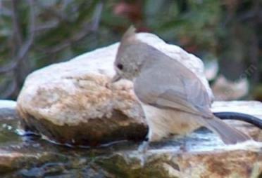 Oak titmouse at bird bath - grid24_12