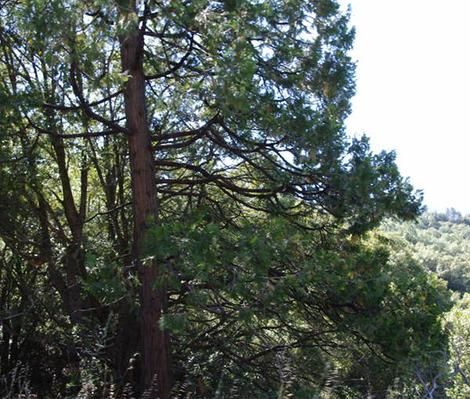 Libocedrus decurrens,  Incense Cedar up in the Sierras. - grid24_12