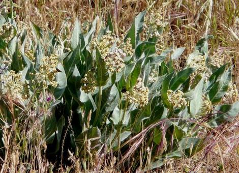 Asclepias vestita Woolly Milkweed. - grid24_12