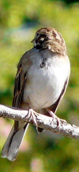 Lark Sparrow, Chondestes grammacus with head on backwards (like some of the local hill people). - grid24_12