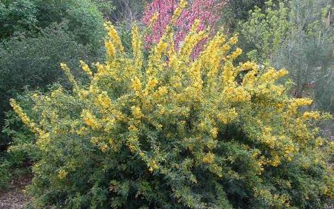 Mahonia nevinii, (syn. Berberis nevinii) Nevin's Barberry flowers with a nectarine behind it. - grid24_12