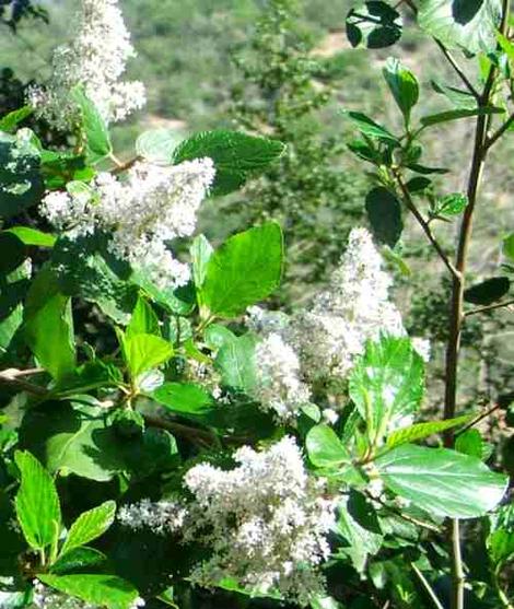 Ceanothus arboreus, shot at iso200 - grid24_12