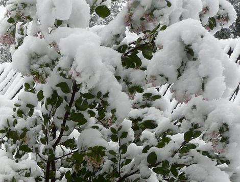 Snow on Arctostaphylos Mama Bear Manzanita. The flowers had hummingbirds working them. - grid24_12