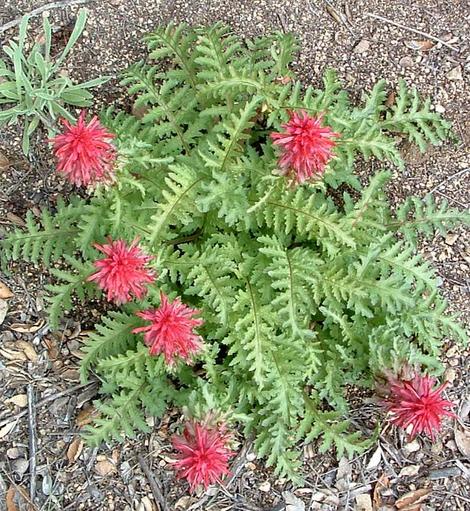 Pedicularis densiflora, Indian Warrior, the early digital cameras had trouble with red. - grid24_12