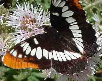 Lorquin's Admiral on Monardella - grid24_12