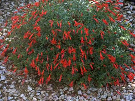 Mattole River, Zauschneria, Epilobium, septentrionalis makes a very showy ground cover. - grid24_12