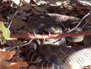 Coiled Western Diamond Back Rattlesnake in the shade, not a place to put hand - grid24_12