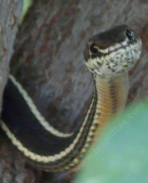 Coluber lateralis, California striped racer watching from a perch in a small oak tree. - grid24_12