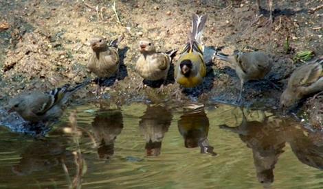 A little flock of Lawrence's Goldfinches at a puddle. - grid24_12