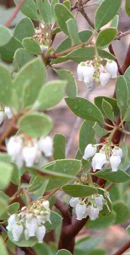 Arctostaphylos rudis, Shag Bark manzanita - grid24_12