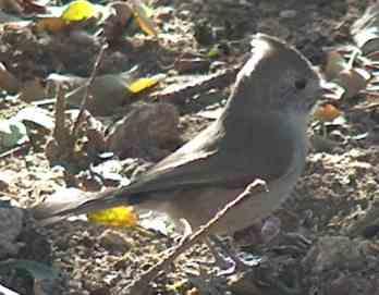 Oak titmouse foraging  - grid24_12