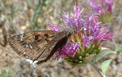 Mournful Duskywing,White-edged Dusky Wing,  Erynnis tristis on a Monardella flower - grid24_12