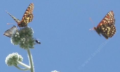 Eriodictyon tomentosum,  Woolly Yerba Santa. Checkerspot, Hair Streak with native bee. - grid24_12