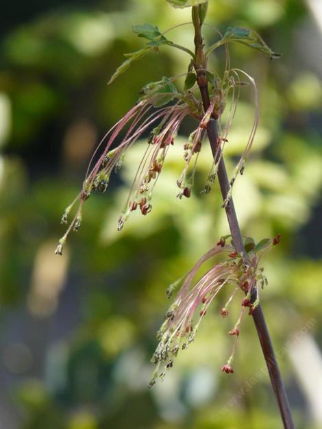 Box elder male flowers - grid24_12