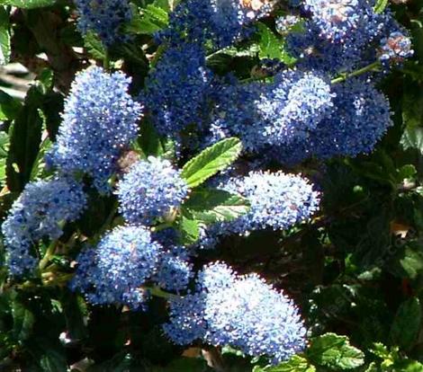 The flowers of Ceanothus Joyce Coulter - grid24_12