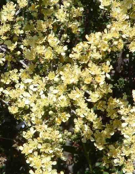 Purshia glandulosa, Desert bitterbrush flowers - grid24_12