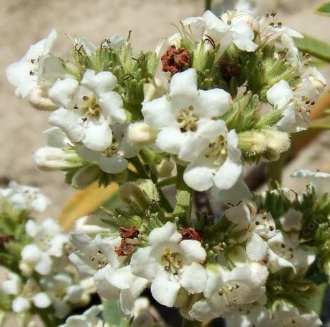 Eriodictyon trichocalyx, Smooth Leaf Yerba Santa  flowers - grid24_12