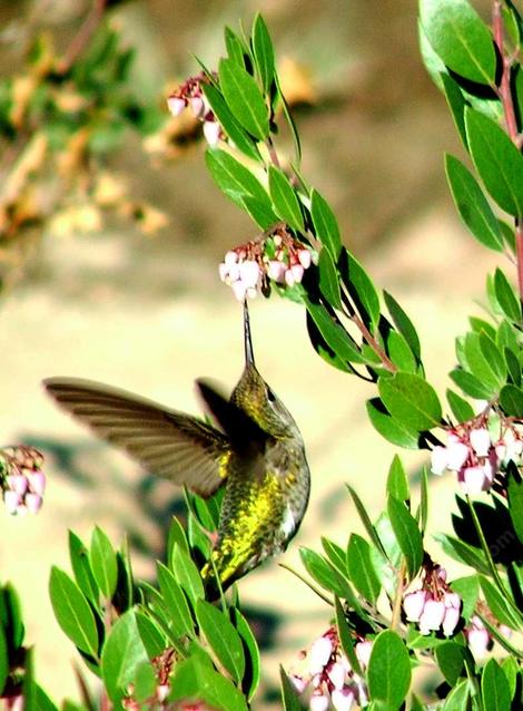 Anna Hummingbird working the flowers of Sentinel manzanitas - grid24_12