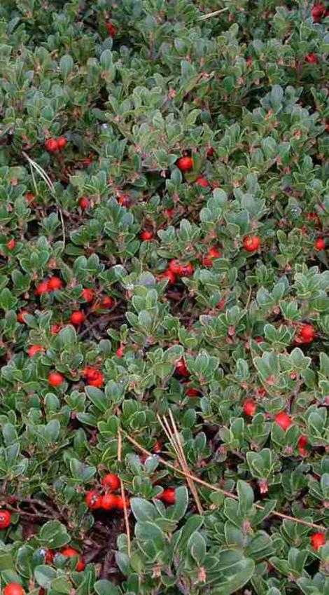 Arctostaphylos uva ursi, Radient Manzanita has great red berries on a flat ground cover. - grid24_12