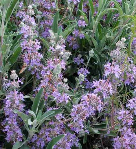 Salvia Gracias flowers on a flat plant. Gracias has sage fragrance on flower and leaf. - grid24_12