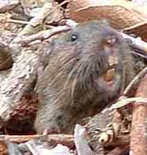 Gopher laughing at camera - grid24_12