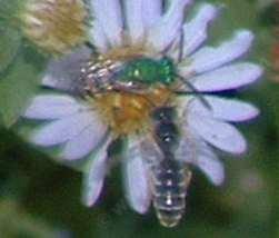 Two native bees pollinating  a Aster chilensis flower - grid24_12