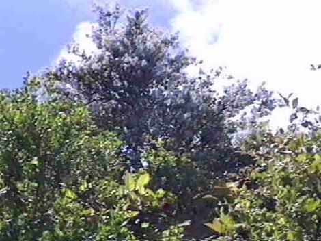 Wow, an old picture of Ceanothus sticking through the oaks. - grid24_12