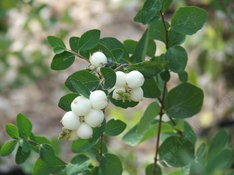 Symphoricarpos albus laevigatus, Common Snowberry berries. - grid24_12