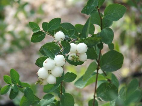 Symphoricarpos albus laevigatus, Common Snowberry berries. - grid24_12