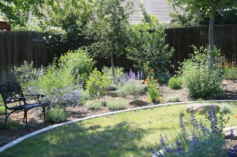 Lupines, buffalo grass, poppies in a Bakersfield native garden - grid24_12