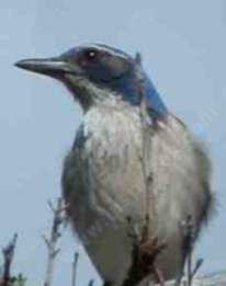 Scrub Jay, the blue, the proud, the noisy  - grid24_12