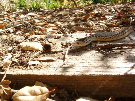 Gopher snake crawling through garden - grid24_12