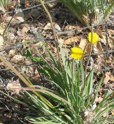 Agoseris grandiflora,  Mountain dandelion flower - grid24_12