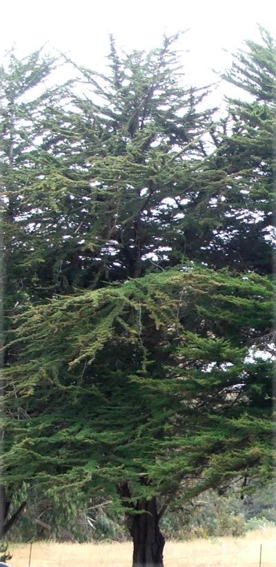 Cupressus macrocarpa, or Monterey cypress will grow right on coastal bluffs. It gets beat up, but usually survives. - grid24_12