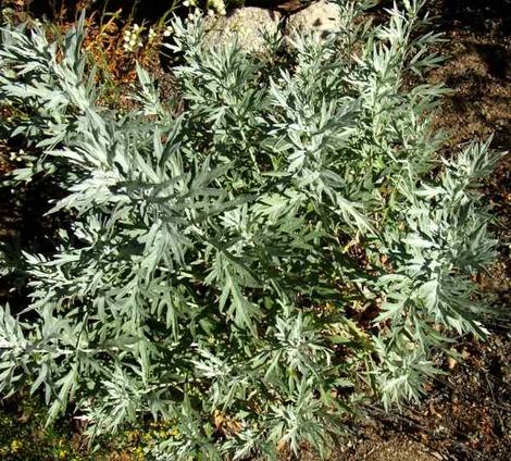 Artemisia ludoviciana,  White Sagebrush leaves - grid24_12